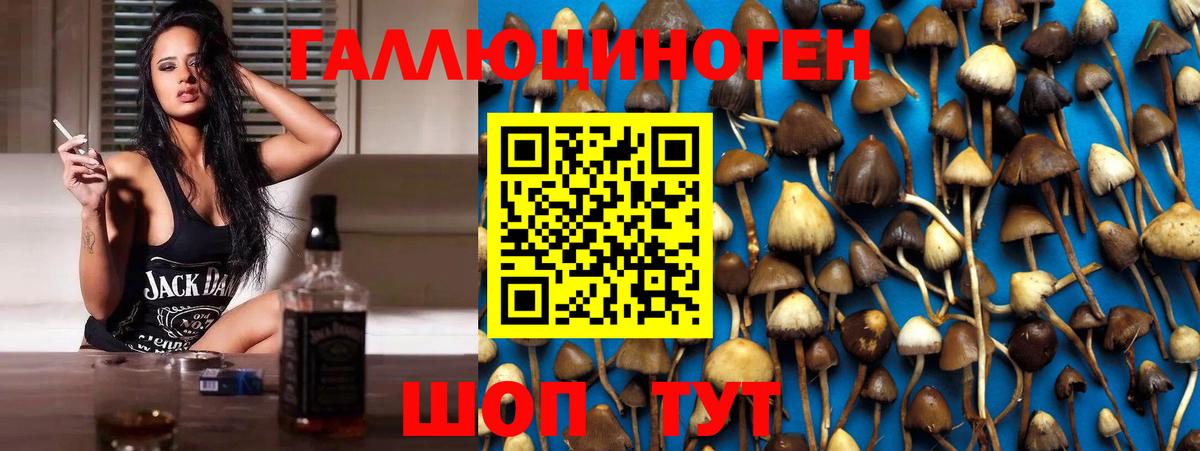 Псилоцибиновые грибы MAGIC MUSHROOMS  Псилоцибиновые грибы Psilocybine cubensis  сколько стоит  Красноярск  Вход с VPN 